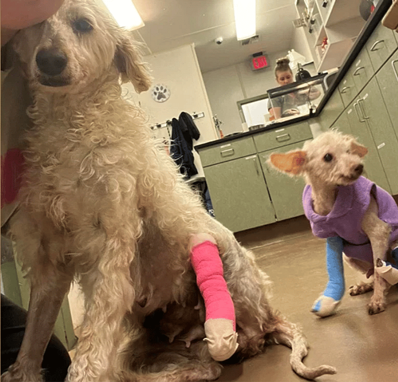 Pennsylvania Man Cut Off His Dog’s Leg With Scissors—Demand Justice for Kimber!